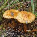 Pholiota_lucifera_be3902