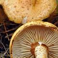 Pholiota_lucifera_be3906