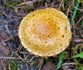 Pholiota_lucifera_cr6119s