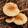 Pholiota_mixta_bi0564