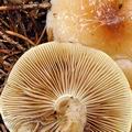 Pholiota_mixta_bi0569