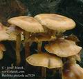 Pholiota_pinicola_ac7529