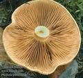 Pholiota_pinicola_ac7535