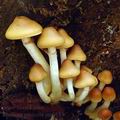 Pholiota_pinicola_am0181