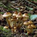 Pholiota_pinicola_am0195