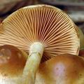 Pholiota_pinicola_am0196