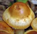 Pholiota_pinicola_am0221