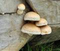 Pholiota_populnea_bv6689