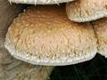 Pholiota_populnea_bv6703