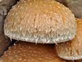 Pholiota_populnea_bv6713