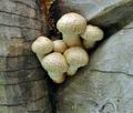 Pholiota_populnea_bv6717