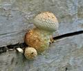 Pholiota_populnea_bv6721