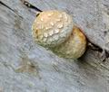 Pholiota_populnea_bv6735