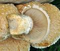 Pholiota_populnea_bv6745