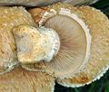 Pholiota_populnea_bv6745