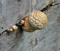 Pholiota_populnea_bv6748