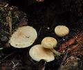 Pholiota_scamba_bo6721