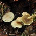 Pholiota_scamba_bo6725