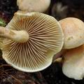 Pholiota_scamba_bo6726