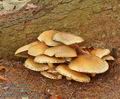 Pholiota_squarrosa_a8238