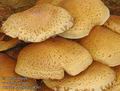 Pholiota_squarrosa_a8241