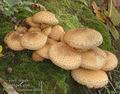 Pholiota_squarrosa_a8368