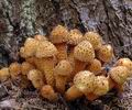 Pholiota_squarrosa_ac6042