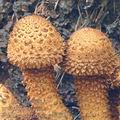 Pholiota_squarrosa_ac6058