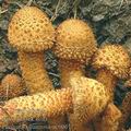 Pholiota_squarrosa_ac6061