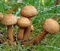 Pholiota_squarrosa_ac8214