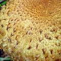 Pholiota_squarrosa_ac8218