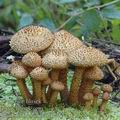 Pholiota_squarrosa_aj1977