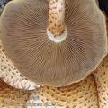 Pholiota_squarrosa_aj3587