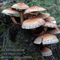 Pholiota_squarrosa_d4280