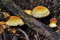 Pholiota_squarrosa_jf9568