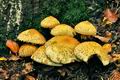 Pholiota_squarrosa_jf9572