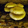 Pholiota_squarrosoides_bi0080