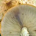 Pholiota_squarrosoides_bi0089