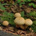 Pholiota_squarrosoides_bo7842