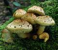 Pholiota_squarrosoides_ca1765