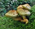 Pholiota_squarrosoides_ca1771