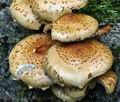 Pholiota_squarrosoides_ca1993