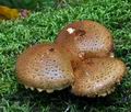 Pholiota_squarrosoides_ca1994