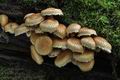Pholiota_squarrosoides_ca2506