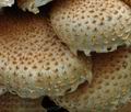 Pholiota_squarrosoides_ca2525