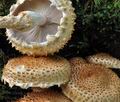 Pholiota_squarrosoides_ca2543