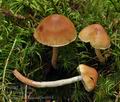 Pholiota_subochracea_bo6696