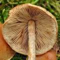 Pholiota_subochracea_bo6700