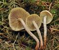 Pholiota_subochracea_bo6704