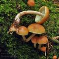 Pholiota_subochracea_bo6711